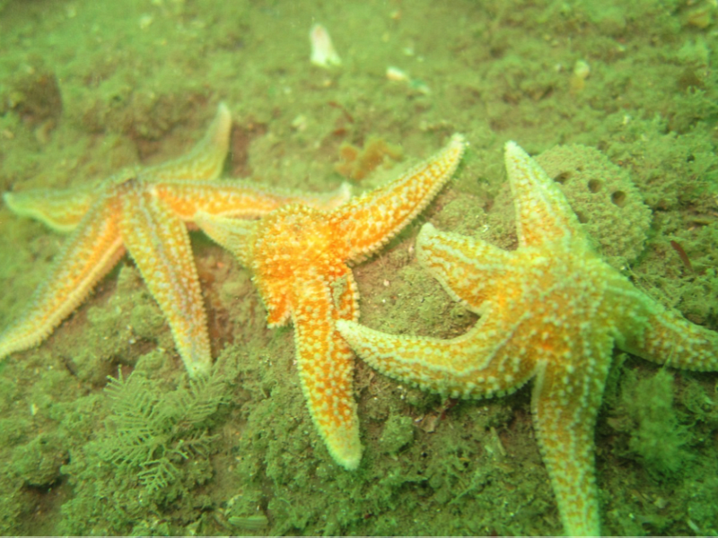 Seasearch: exploring Sussex's underwater world